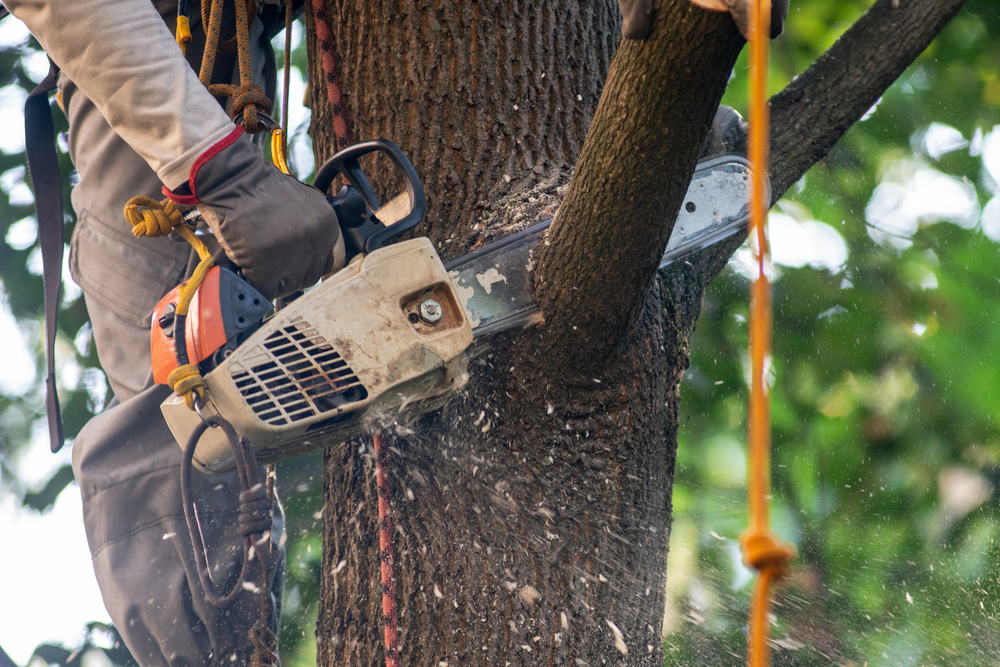 tree removal Austin, TX