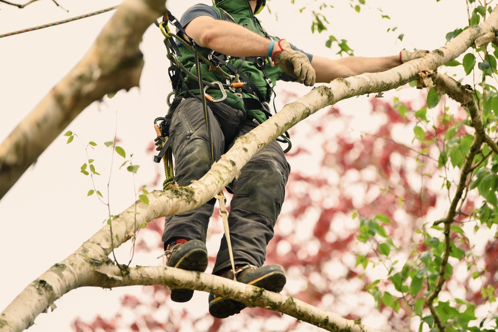 Tree trimming in Austin, TX.