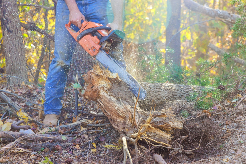 tree cutting Round Rock, TX