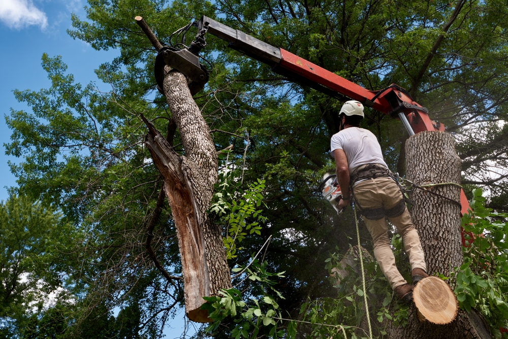 tree removal Austin, TX