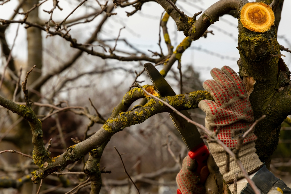 tree companies Round Rock, TX